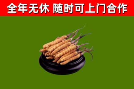 中原区烟酒回收冬虫夏草.jpg